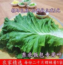 东北新鲜大白菜叶东北白菜叶打饭包菜叶打菜包饭包白菜叶子大白菜